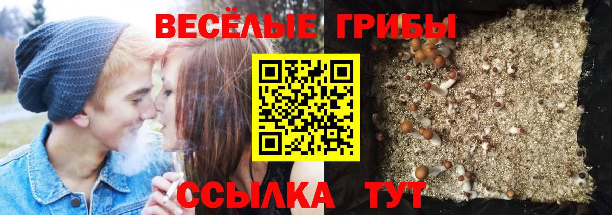 Галлюциногенные грибы GOLDEN TEACHER  Амурск  Галлюциногенные грибы Magic Shrooms 